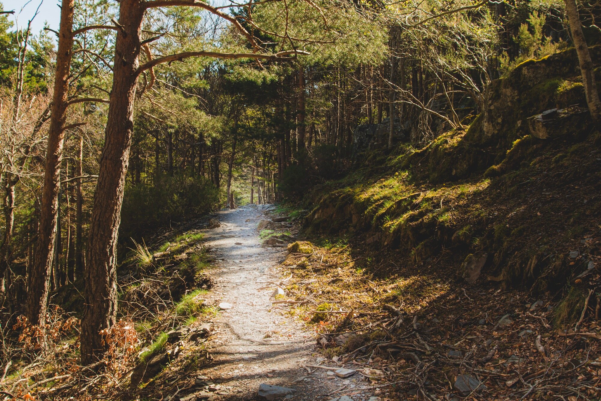Természeti táj, erdei ösvény